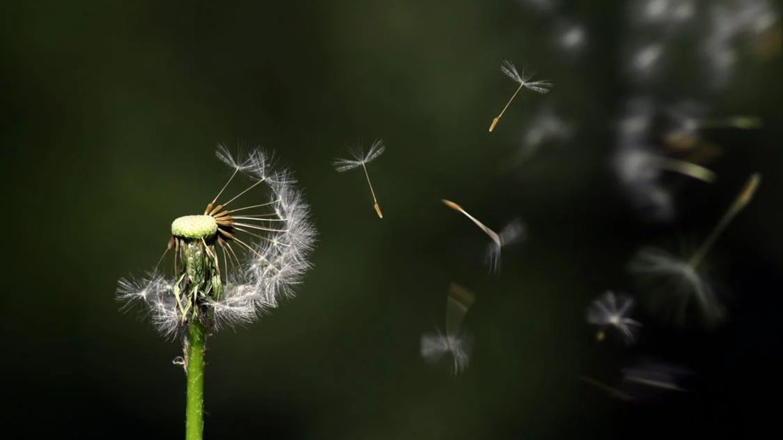 Assisted Dying conference_medium