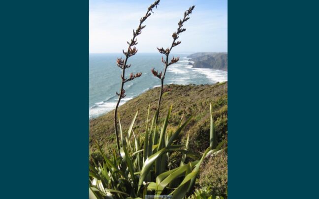 Balance on the bench: Predictors and correlates of stress among judicial officers in Aotearoa, New Zealand